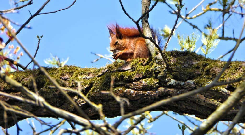 Eichhörnchen im Baum