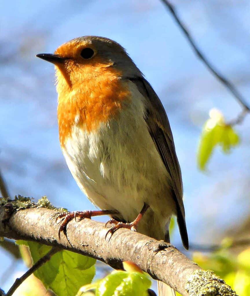 Rotkehlchen im Baum