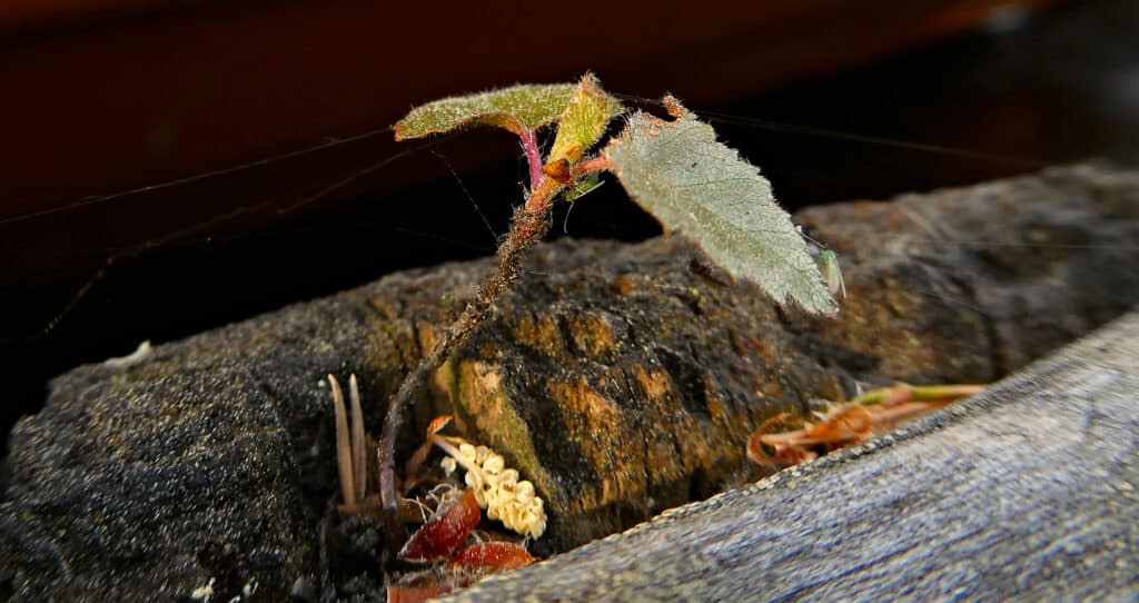 Ein winziger Baum der aus einem Stück Holz heraus wächst